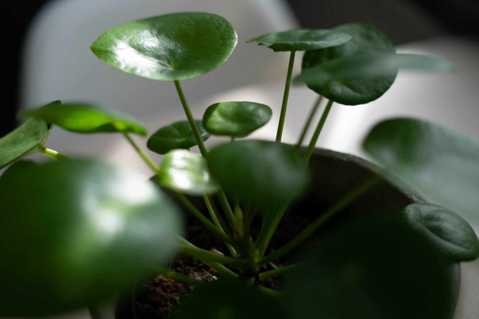 Conseils pour Réussir la Bouture du Pilea : Multiplication Facile