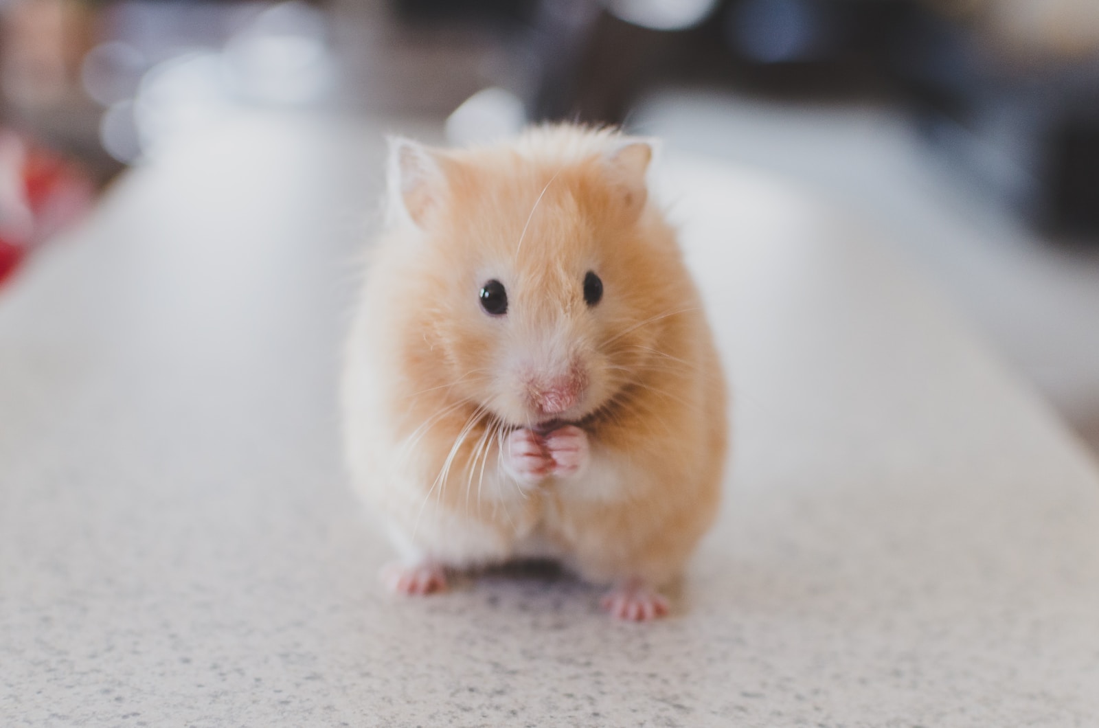 Tuer les Souris avec de la Javel : Est-ce une Solution Sûre et Efficace ?