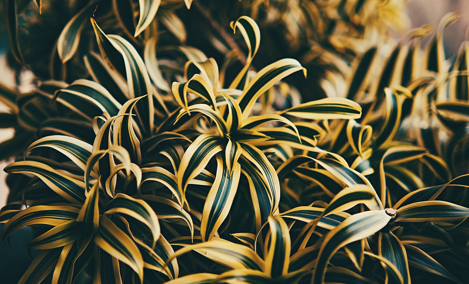 Dracaena en Extérieur : Soins et Idées d&rsquo;Aménagement