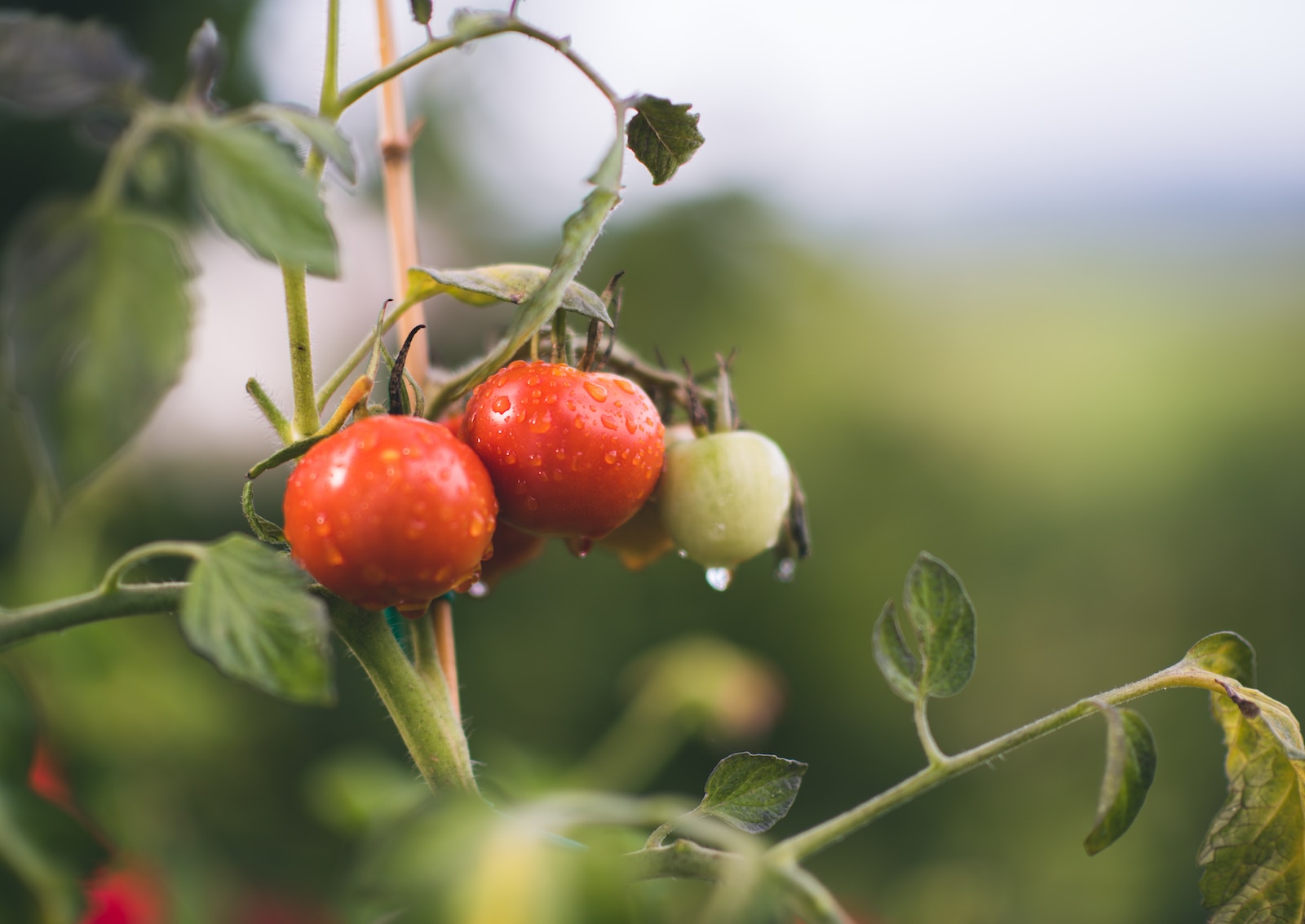 Espacement des Pieds de Tomate : Astuces pour une Culture Saine