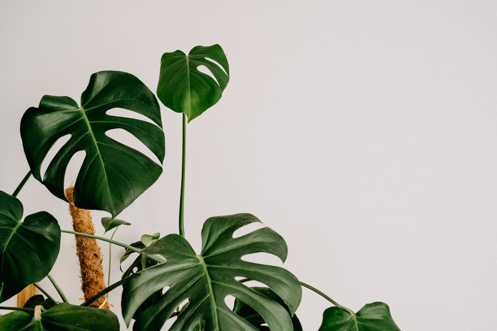 Comment Bouturer un Monstera : Étapes Simples pour Propager vos Plantes