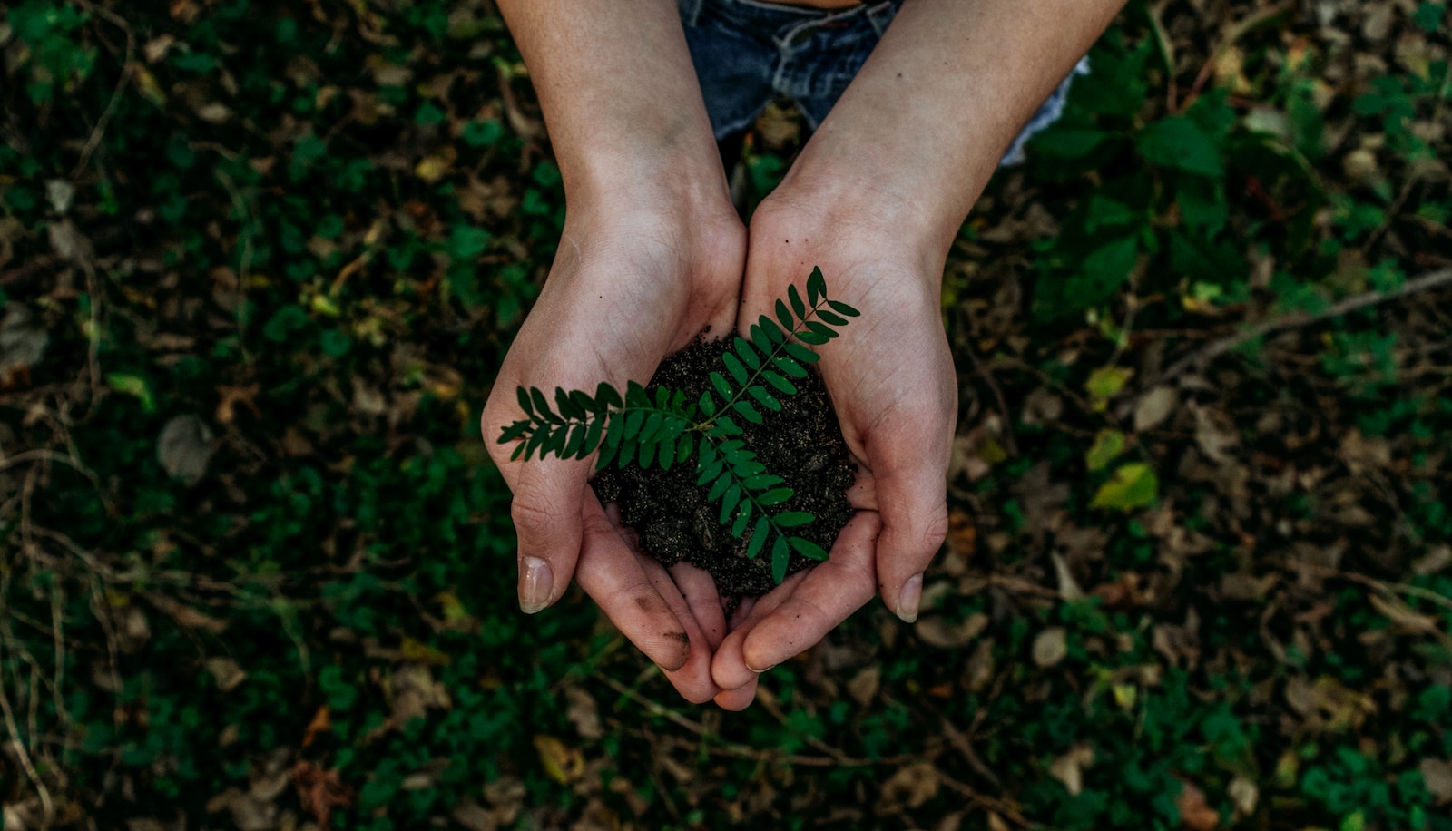 Rénovation Écologique : Comment Réduire votre Impact sur l&rsquo;Environnement
