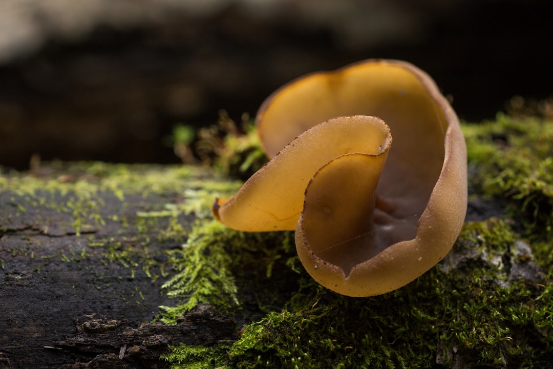 comment cuisiner les shiitake 2